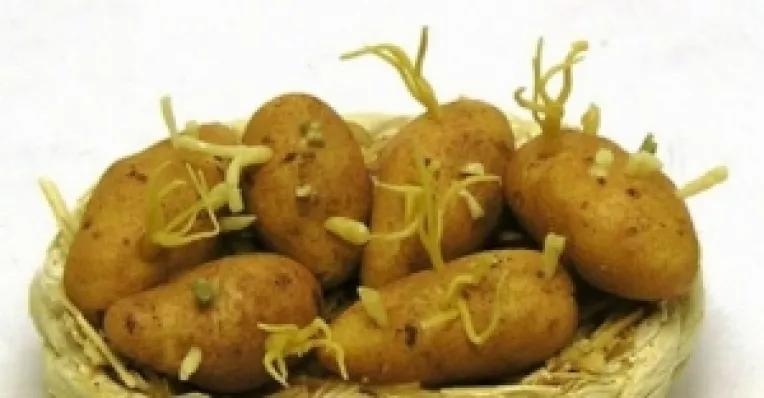 Cartofii incoltiti sunt periculosi pentru sanatate