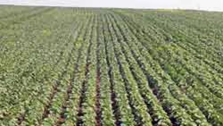 Culturile din Dobrogea risca sa ramana fara sisteme de irigatii