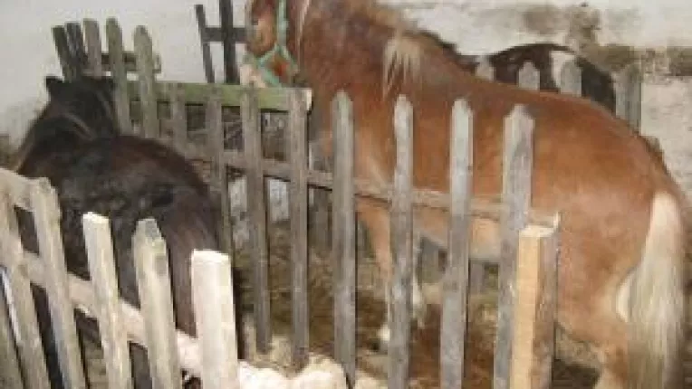 Ferma exotica in locul unei foste mine