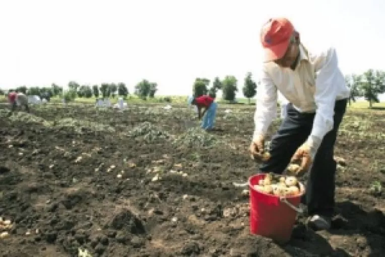 Pana la sfarsitul lunii iulie, APIA a platit peste 518 milioane de euro fermierilor romani