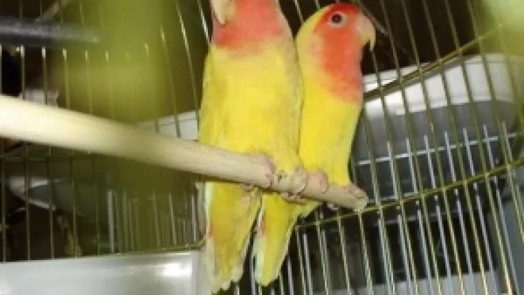 Papagalii sunt singurele fiinte care pot imita vorbirea oamenilor