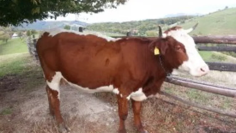 Romania va exporta in China 500.000 de vaci, pentru care fermierii romani vor primi o jumatate de miliard de euro