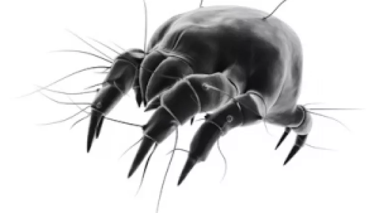 Stephane Gayet: Cum ajunge omul sa imparta patul, dormitorul si intreaga casa cu 10 milioane de acarieni