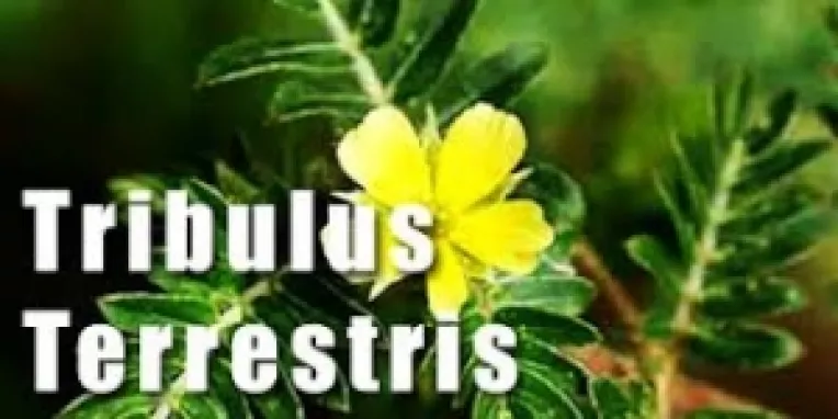 Tribulus terestris creste potenta sexuala masculina, scade tensiunea si este de folos sportivilor si persoanelor grase