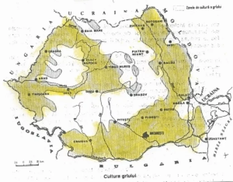 UE si securitatea alimentara mondiala: Romania poate redeveni granarul Europei